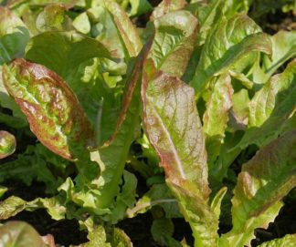 Salat, Pflück- Amerikanischer Brauner (Lactuca sativa)