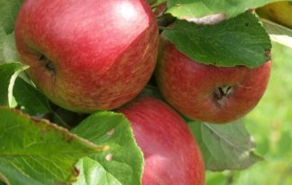 Apfel Prinz Albrecht von Preussen